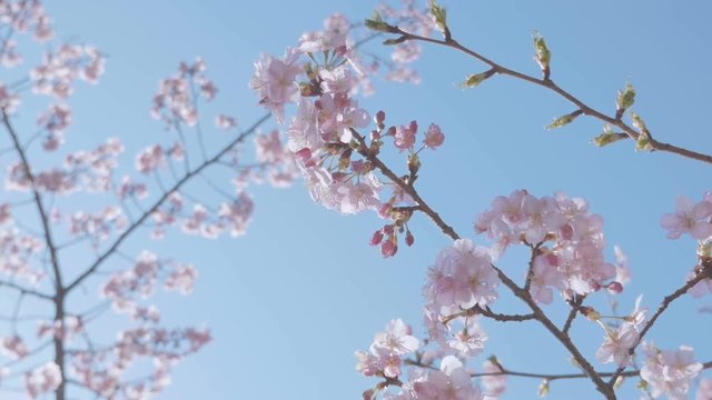 Kawazu Cherry blossoms,in Showa Memorial Park,Tokyo,Japan,Filmed in 4K
