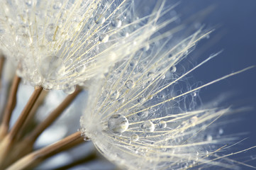 Obraz premium Close-up of dandelion with drops
