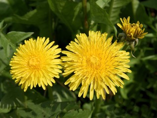 dandelion plants with yellow flowers at spring