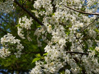 cherry tree with white flowers
