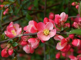 Fototapeta na wymiar Chaenomeles japonica in blossom