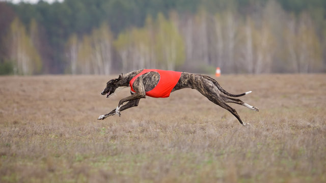 Coursing, passion and speed. Dog greyhound running