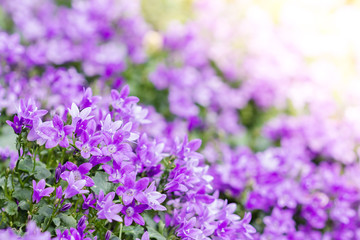 Beautiful spring background with campanula bouquet.