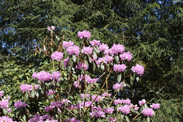Fototapeta premium Rhododendron Blühten