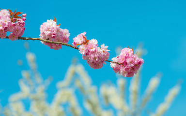 Blossoming tree in spring
