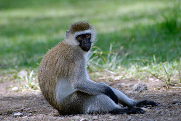 monkey sitting on the ground and looking at the photographer in the reserve Masai Mara Kenya Africa