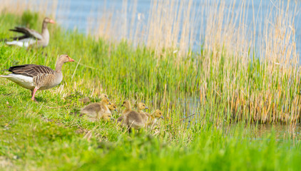 Geese and goslings along the shore of a canal