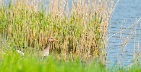 Geese and goslings along the shore of a canal