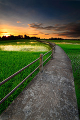 Fototapeta premium Bridge over the cornfield.
