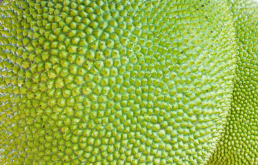 big jackfruit in thai garden