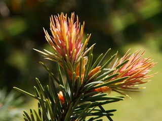 Naklejka na ściany i meble twig of spruce coniferous tree with blossom at spring