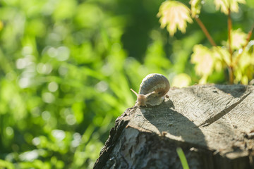 Roman snail creeping on tree stump