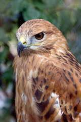 Portrait of bird of falcon