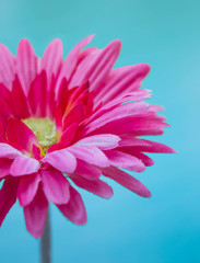 pink fabric Gerbera flower