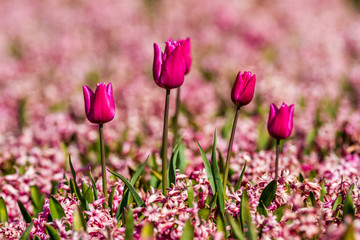 Fototapeta premium tulips with hyacinths