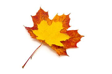 autumn maple leaf isolated on white background
