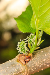 young Mulberry fruit growing on the tree