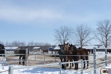 Fototapeta na wymiar 牧場の馬