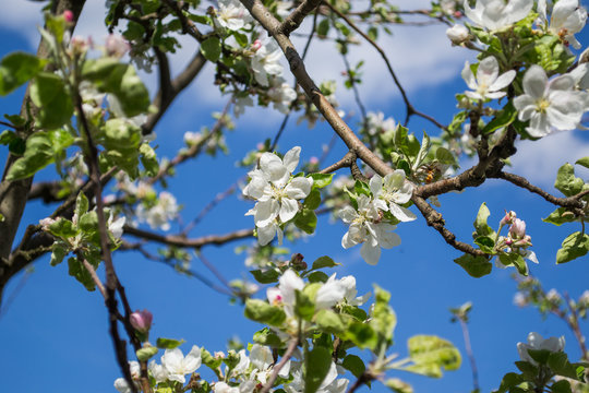 apple tree in spring Highlight