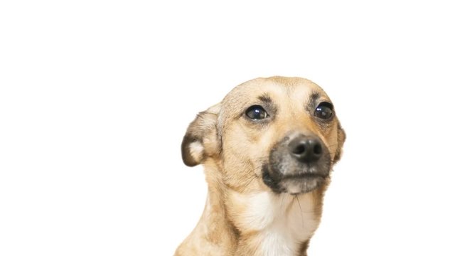 funny dog muzzle on a white background