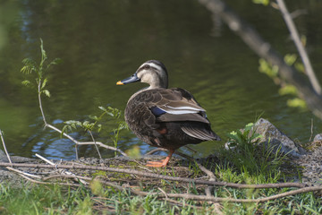 Fototapeta premium カルガモ、一本足