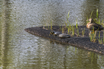 ミドリガメとカルガモ