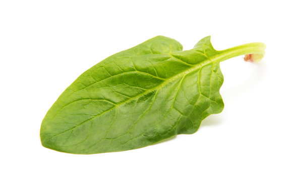 green spinach leaf on white background