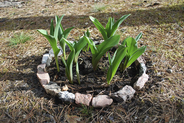 Sprouts of tulips grow up in the ring small flowerbed. No flowers on this moment. Springtime.