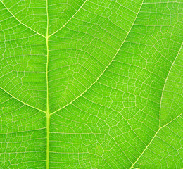 Texture background of fresh green leaf