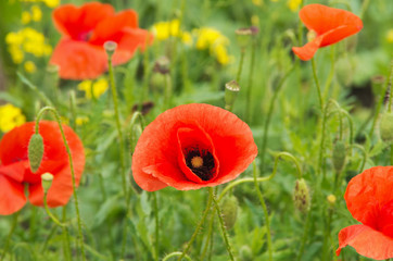 Field of red poppies