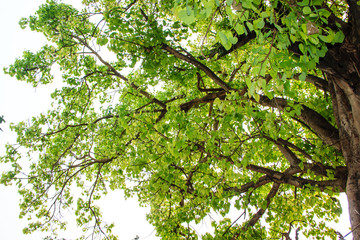 Green tree in forest