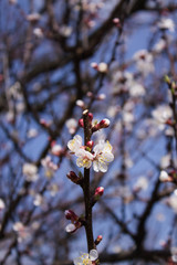 Flowering apricot branch
