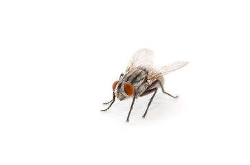 fly isolated on a white