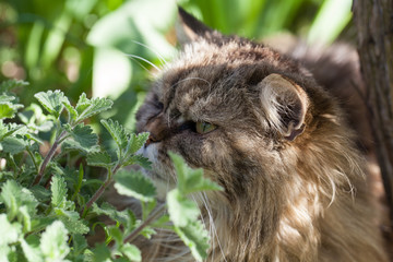 Katze in der Natur frisst Katzenminze (Nepeta cataria)