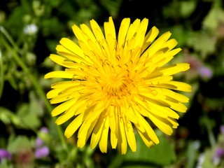 Dandelion on meadow in spring