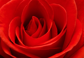 Close up macro of a red rose