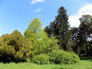 Deciduous and coniferous trees in park