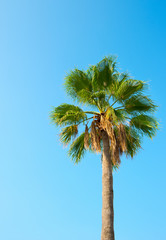 Fototapeta premium palm against the blue sky