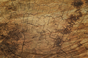 Crosssection wood and texture