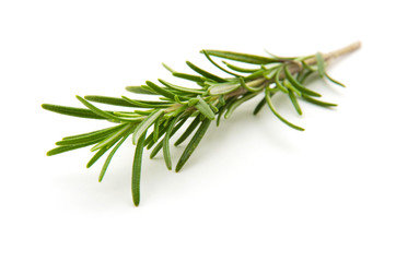 Twig of rosemary on a white background