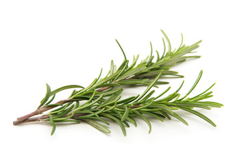Twig of rosemary on a white background