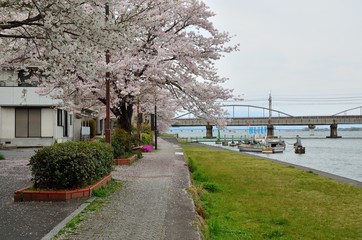 瀬田川沿いの桜