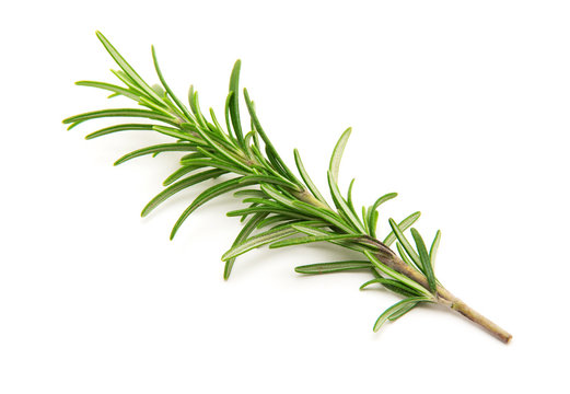 Twig of rosemary on a white background