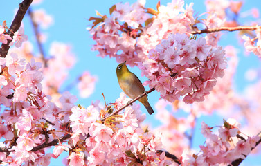 メジロと満開の桜