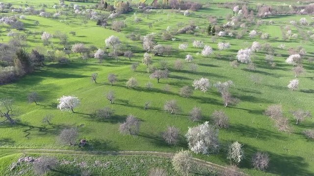 Obstwiesen im Fr&uuml;hling (Luftaufnahme)