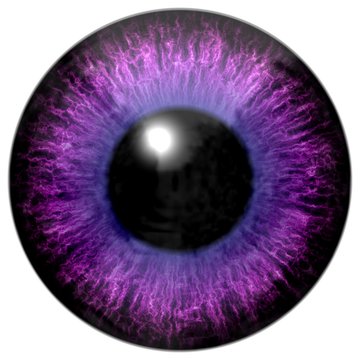 Detail Of Eye With Pink, Purple Colored Iris And Black Pupil