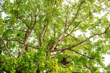 Fototapeta premium Green tree in forest
