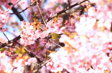 メジロと満開の桜
