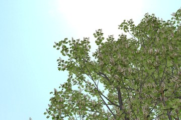 Buckeye Rosskastanie Aesculus hippocastanum on clean Background. Nice 3D Rendering
