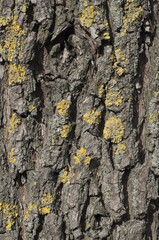 Background bark of an old tree. Texture bark of an old tree.